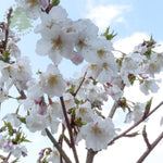 Prunus Brilliant Plant - Alpine Cherry Bush 3 3