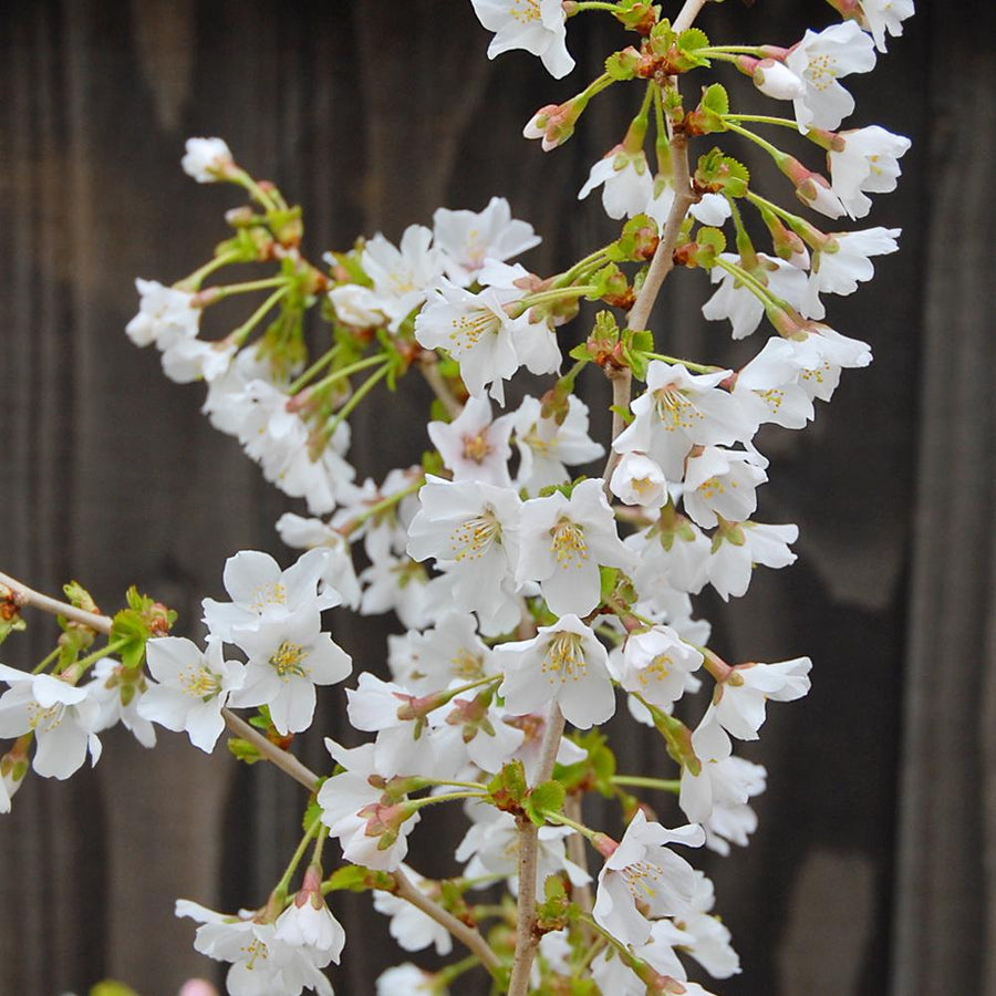 Prunus incisa 'Kojo-no-mai' 3 3