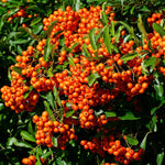 Pyracantha Orange Glow Hedging Shrub  1