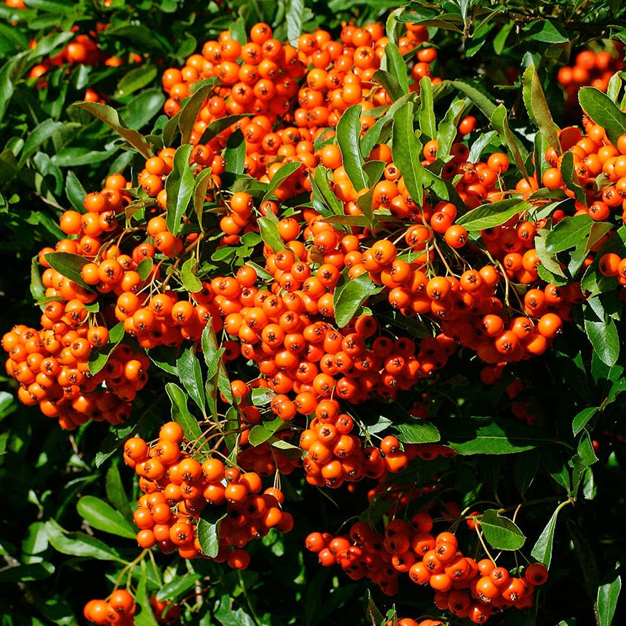 Pyracantha Orange Glow Hedging Shrub  1