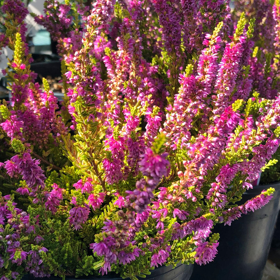 Mixed Calluna Heather Plants 3 3