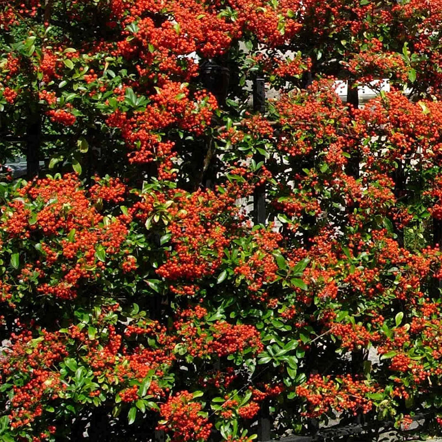 Pyracantha Red Column - Firethorn Shrub 3 3