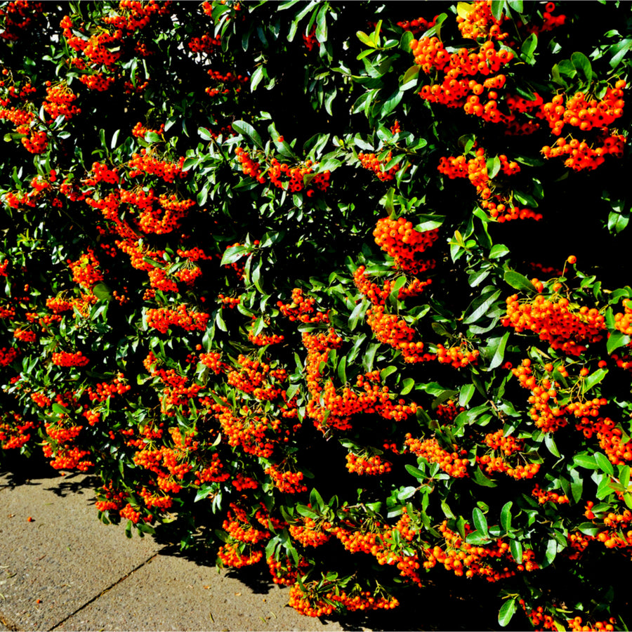 Pyracantha - 'Mohave' Pyracantha - 'Mohave' image2 2