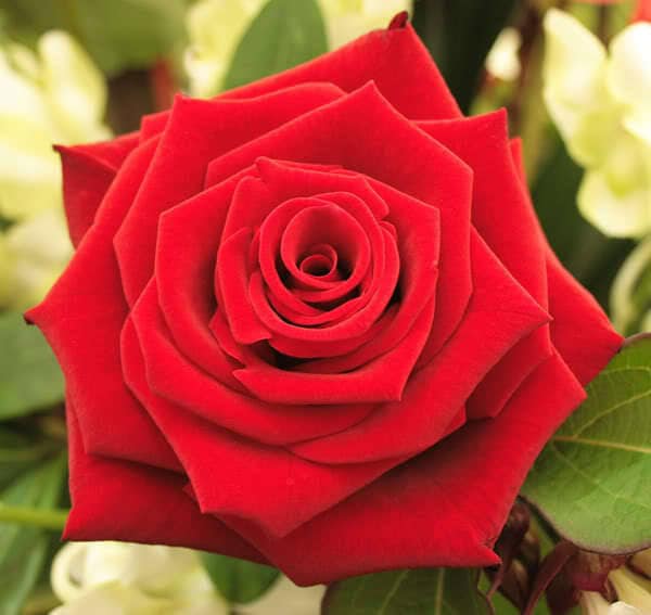 Remembrance Red Rose Bush Gift Wrapped Remembrance Rose Bush Gift Wrapped image2 2