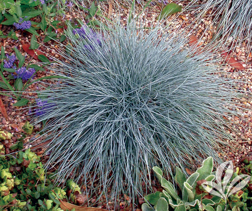 Mixed Ornamental Grasses (3 Plants) 3 3