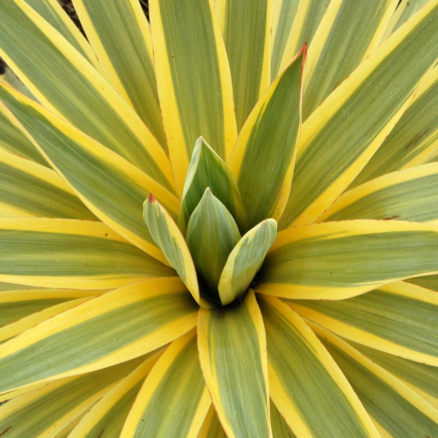 Yucca - 'Bright Edge' Yucca - 'Bright Edge' image2 2