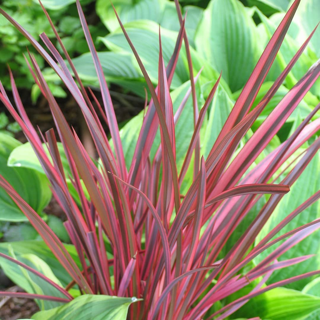 Phormium Mix