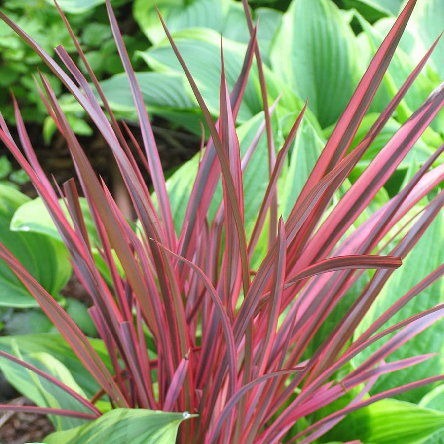 Phormium Mix (3 Plants) 3 3