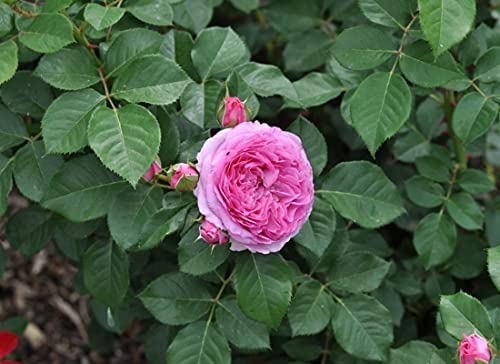 Rose 'Renee Van Wegberg'