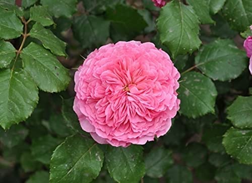 Edible Rose Bush - Theo Clevers 3 3