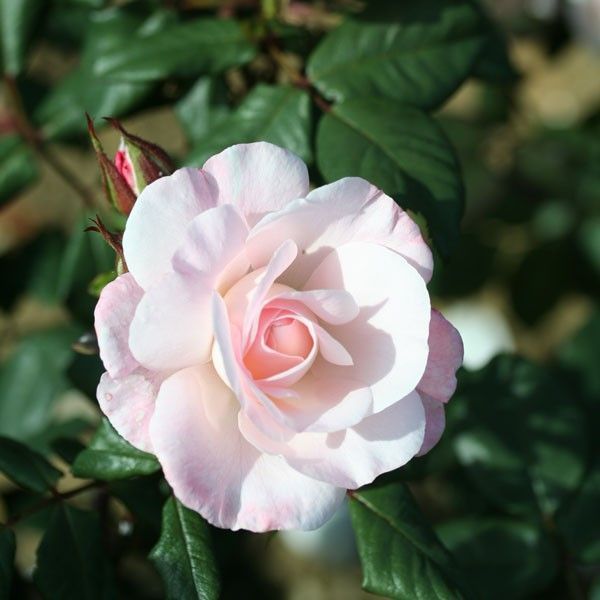 Fantastic at 60 Rose Bush Gift Wrapped Fantastic at 60 Rose Bush Gift Wrapped image2 2