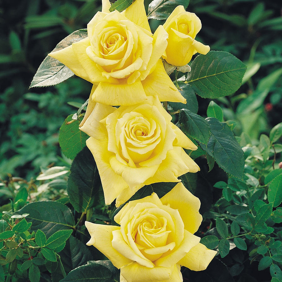 Rose Bush Arthur Bell - Floribunda Rose 3 3