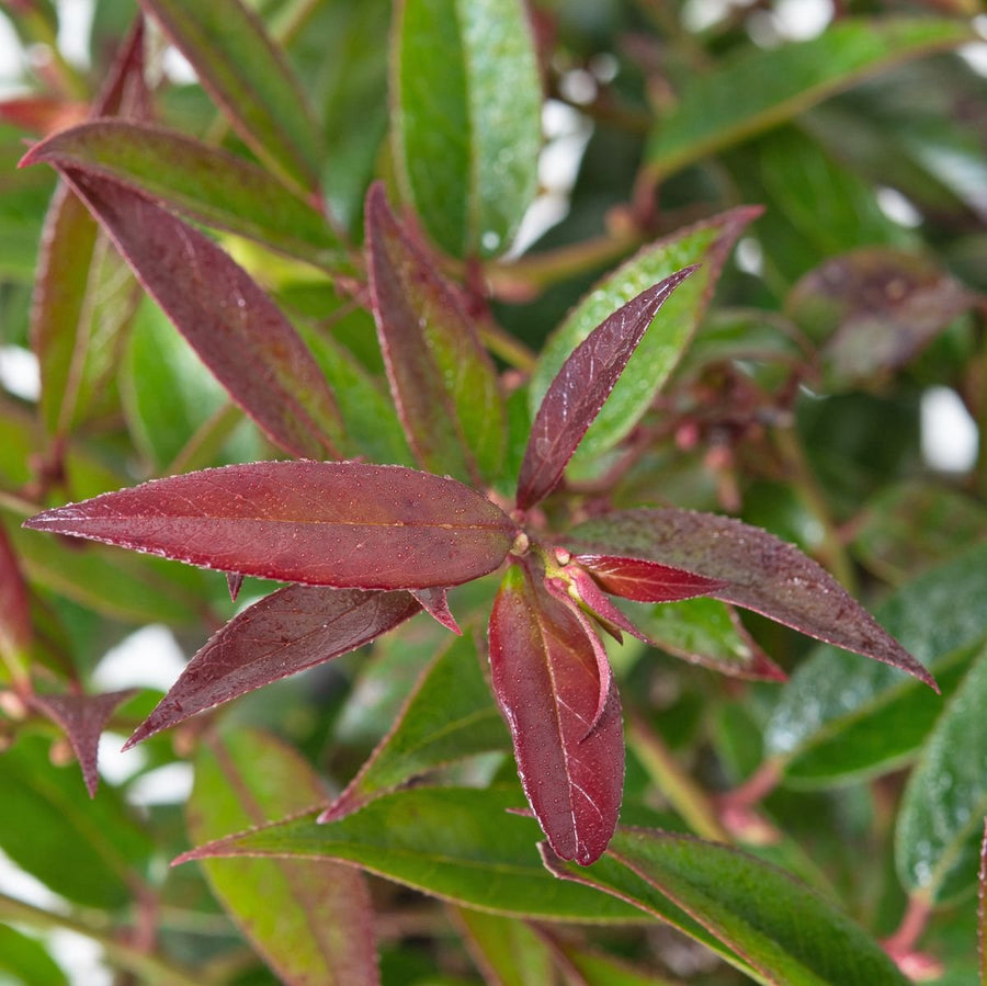 Leucothoe Ruby Wedding Plant - Gift Wrapped Leucothoe Ruby Wedding Plant Gift - Leucothoe Royal Ruby image2 2
