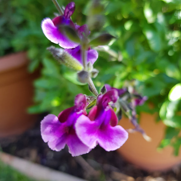 Salvia - 'Oriental Dove' Salvia - 'Oriental Dove' image2 2