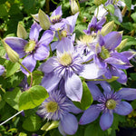 Clematis Multi Blue Climber  2