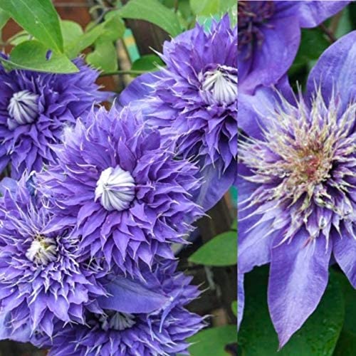 Clematis Plants Collection (3 Plants) Clematis Plants Collection (3 Plants) image3 3