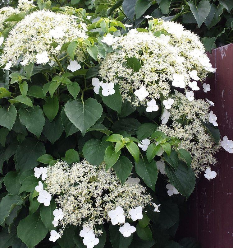 Hydrangea Petiolaris Climbing  (2 Plants) 3 4