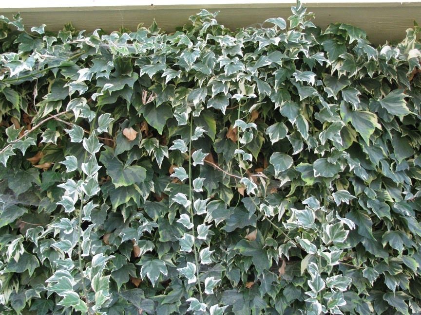 Climbing Ivy Plant 'Glacier' Climbing Ivy Plant 'Glacier' image3 3