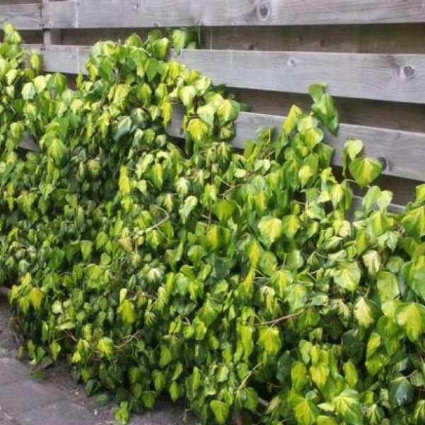 'Sulphur Heart' Climbing Vine Plant 'Sulphur Heart' Climbing Vine Plant image3 3