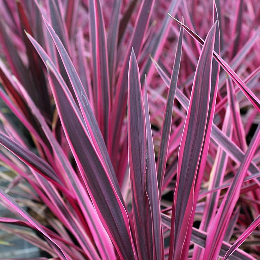Cordyline Pink Passion Cordyline Pink Passion image3 3
