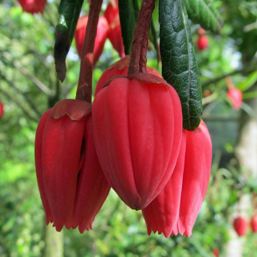 Crinodendron Hookerianum 3 4