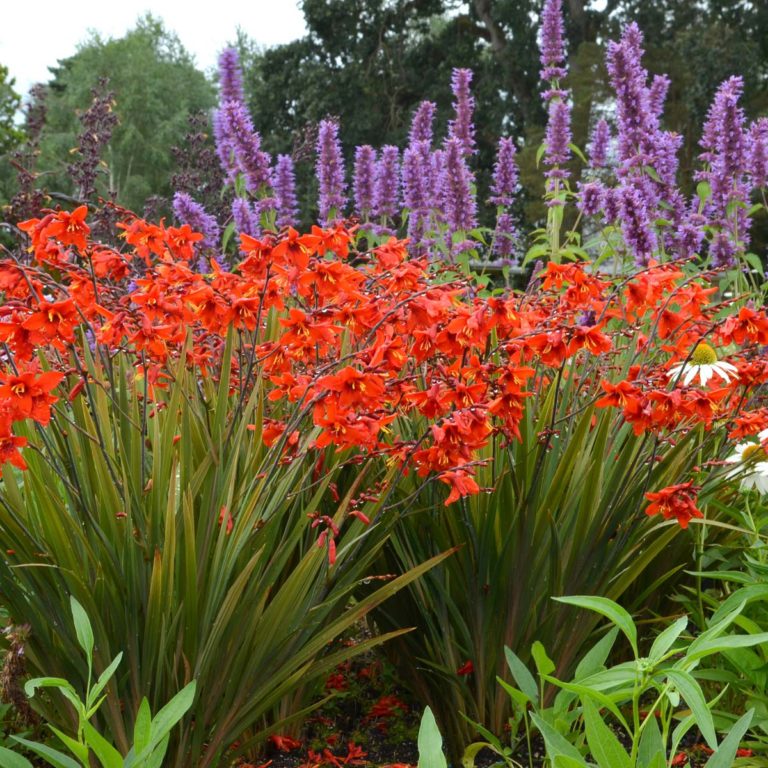 Crocosmia Fairy Crimson Plant 3 2