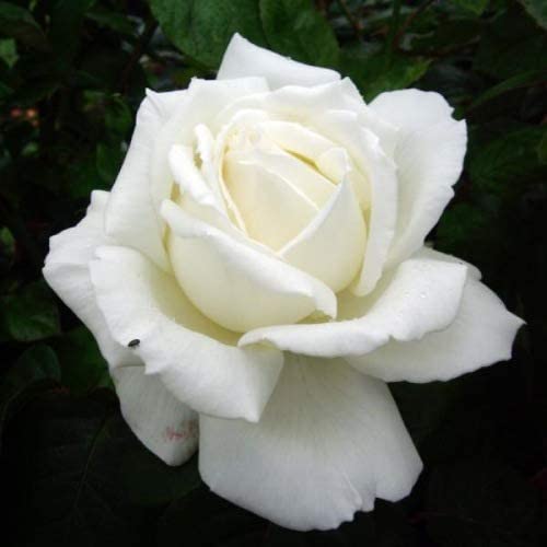 Crystal 15th Wedding Anniversary Rose Bush Gift Wrapped Crystal 15th Wedding Anniversary Rose Bush Gift Wrapped image3 3