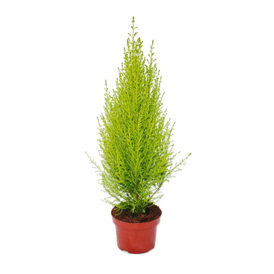 Cupressus Wilma Goldcrest Conifer Cupressus Wilma Goldcrest Conifer image3 3
