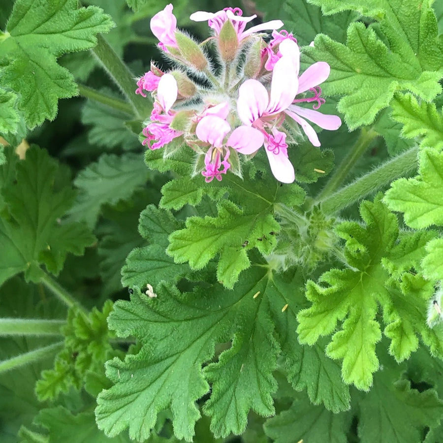 Lemon Scented Geranium Lemon Scented Geranium image2 2