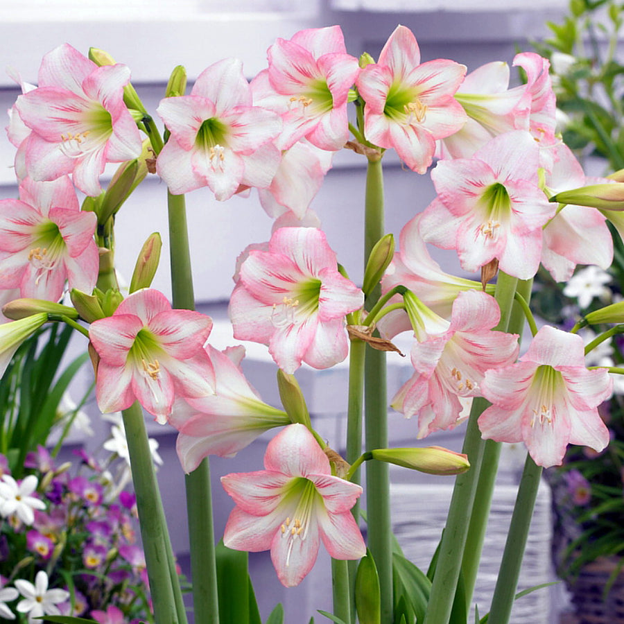 Amaryllis Bulb Sweet Pink Amaryllis Bulb Sweet Pink image2 2