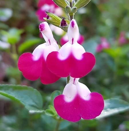 Salvia 3 Plant Mix Salvia 3 Plant Mix image2 2