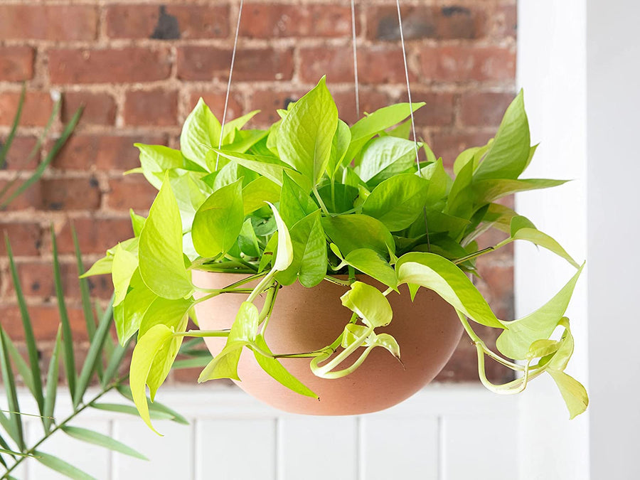 Epipremnum Pinnatum Golden Pothos Hanging Plant 3 1