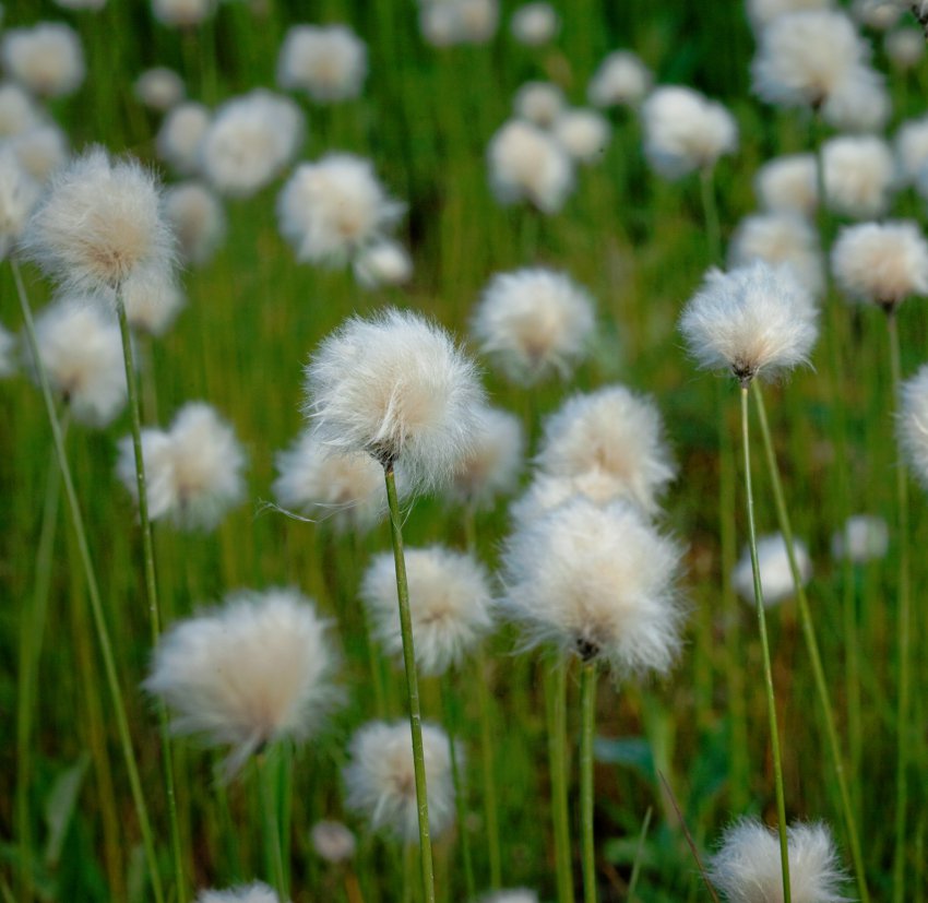 Bog Cotton - Eriophorum angustifolium Pond Plant 3 3