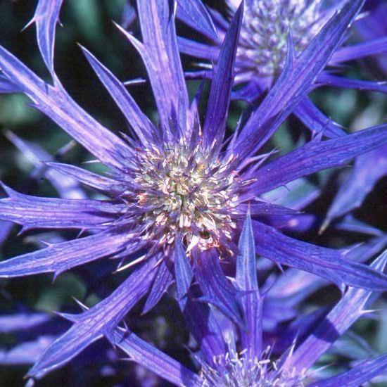 Eryngium Picos Amethyst 3 3
