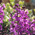 Erysimum Bowles Mauve Erysimum Bowles Mauve image3 3