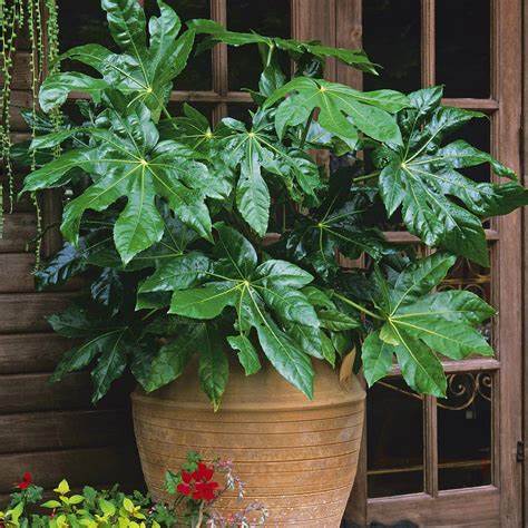 Fatsia Japonica - Castor Oil Fatsia Japonica - Castor Oil image2 2