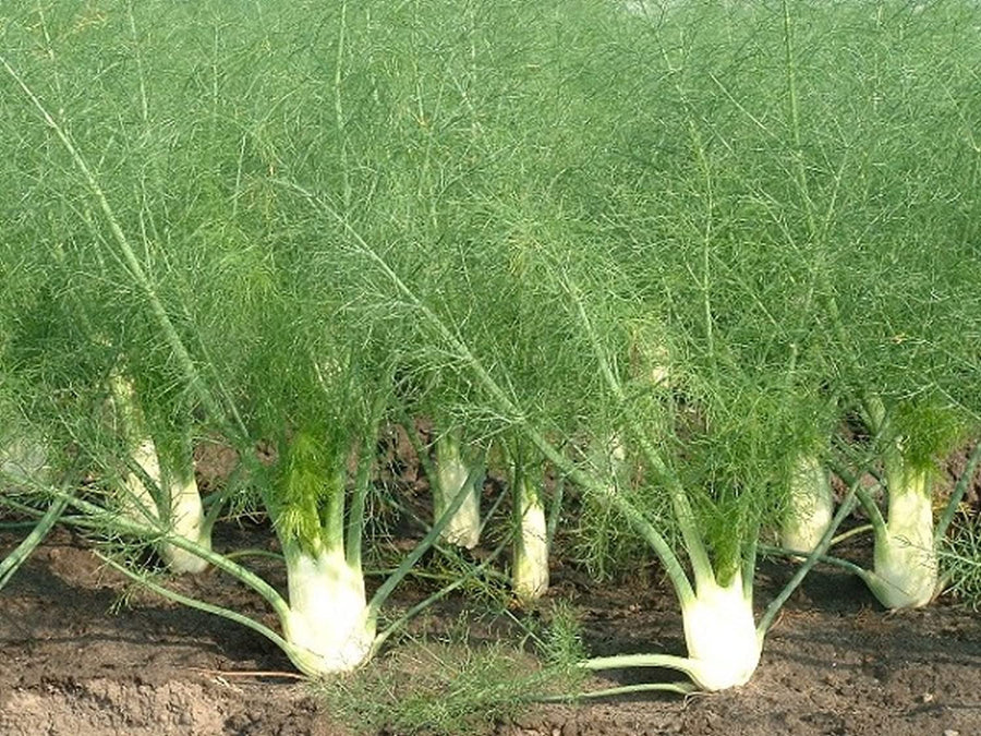 Fennel Bronze Herb Fennel Bronze Herb image2 2