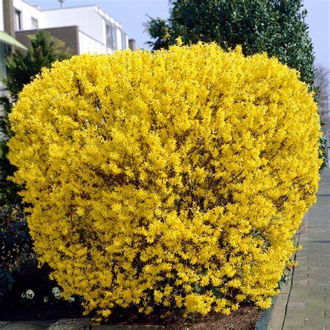 Forsythia - 'Lynwood' Forsythia - 'Lynwood' image2 2