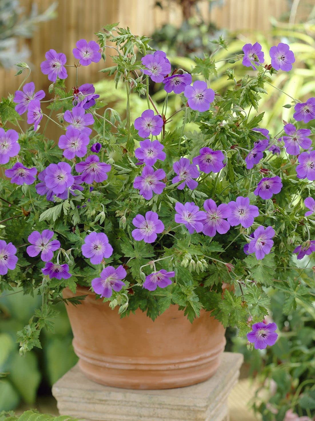 Geranium Rozanne