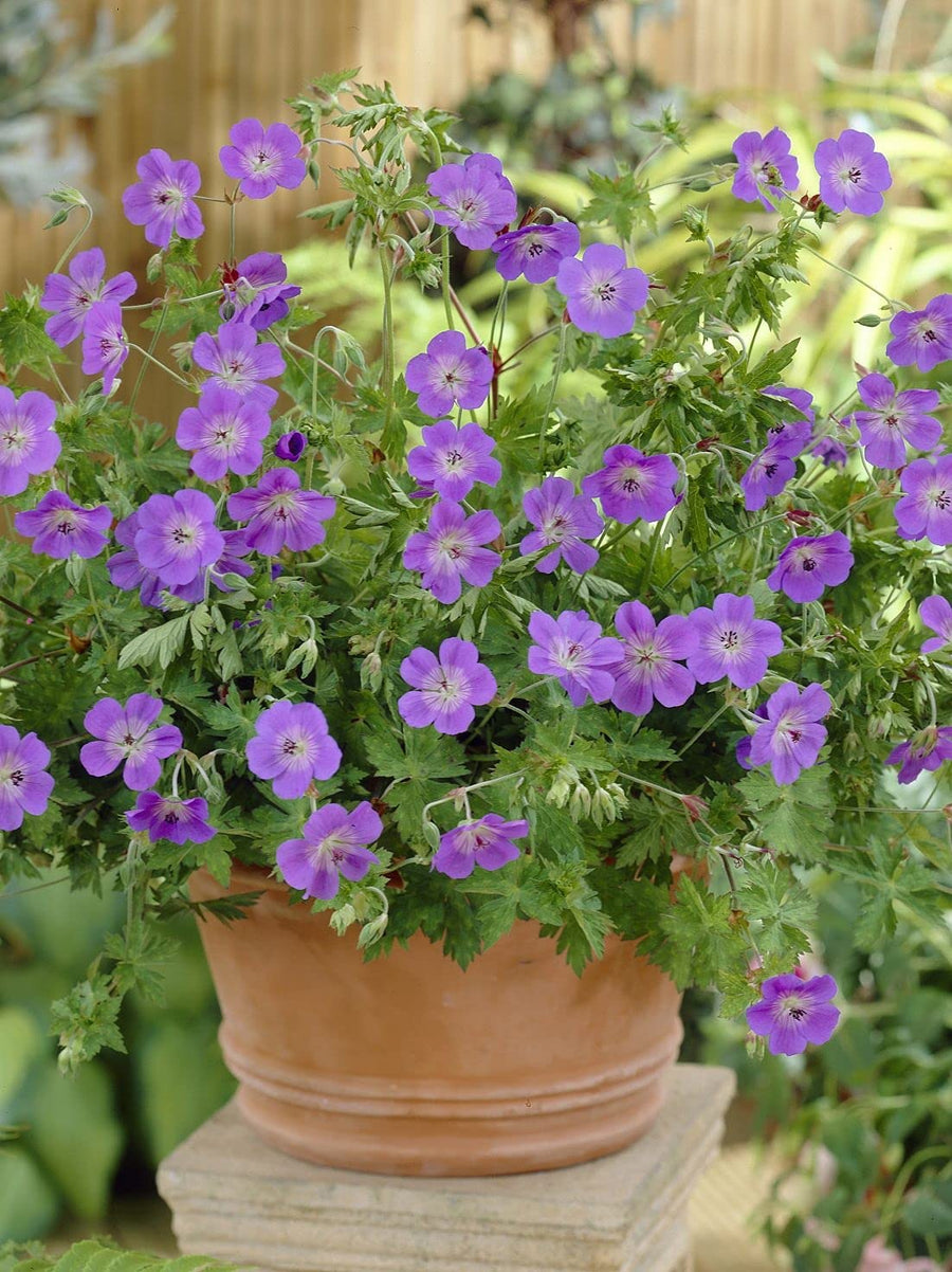 Geranium Rozanne Geranium Rozanne Herbaceous image2 2