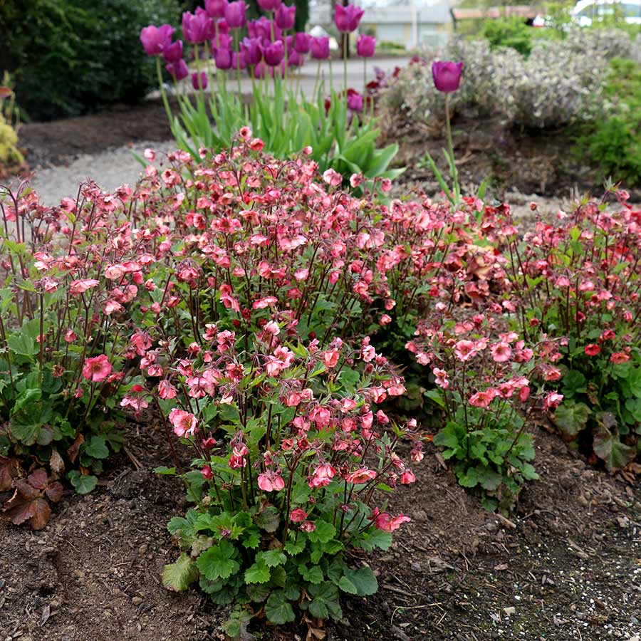Geum 'Tempo Rose' Geum 'Tempo Rose' image2 2