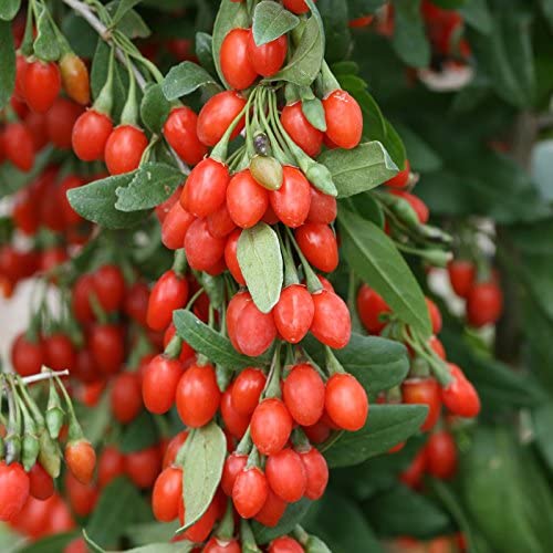 Goji Plant