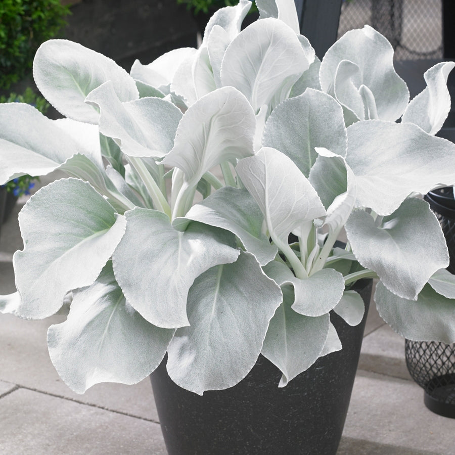 Senecio 'Angel Wings' in 2 Litre Pot Senecio 'Angel Wings' in 2 Litre Pot image2 2