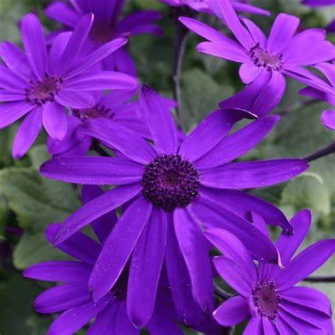 Senetti Plant 'Baby Blue' Senetti Plant 'Baby Blue' image2 2