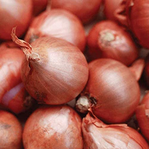 Red Sun & Yellow Moon Shallot Set Mix 1kg Shallots - Yellow Moon and Red Sun image2 3