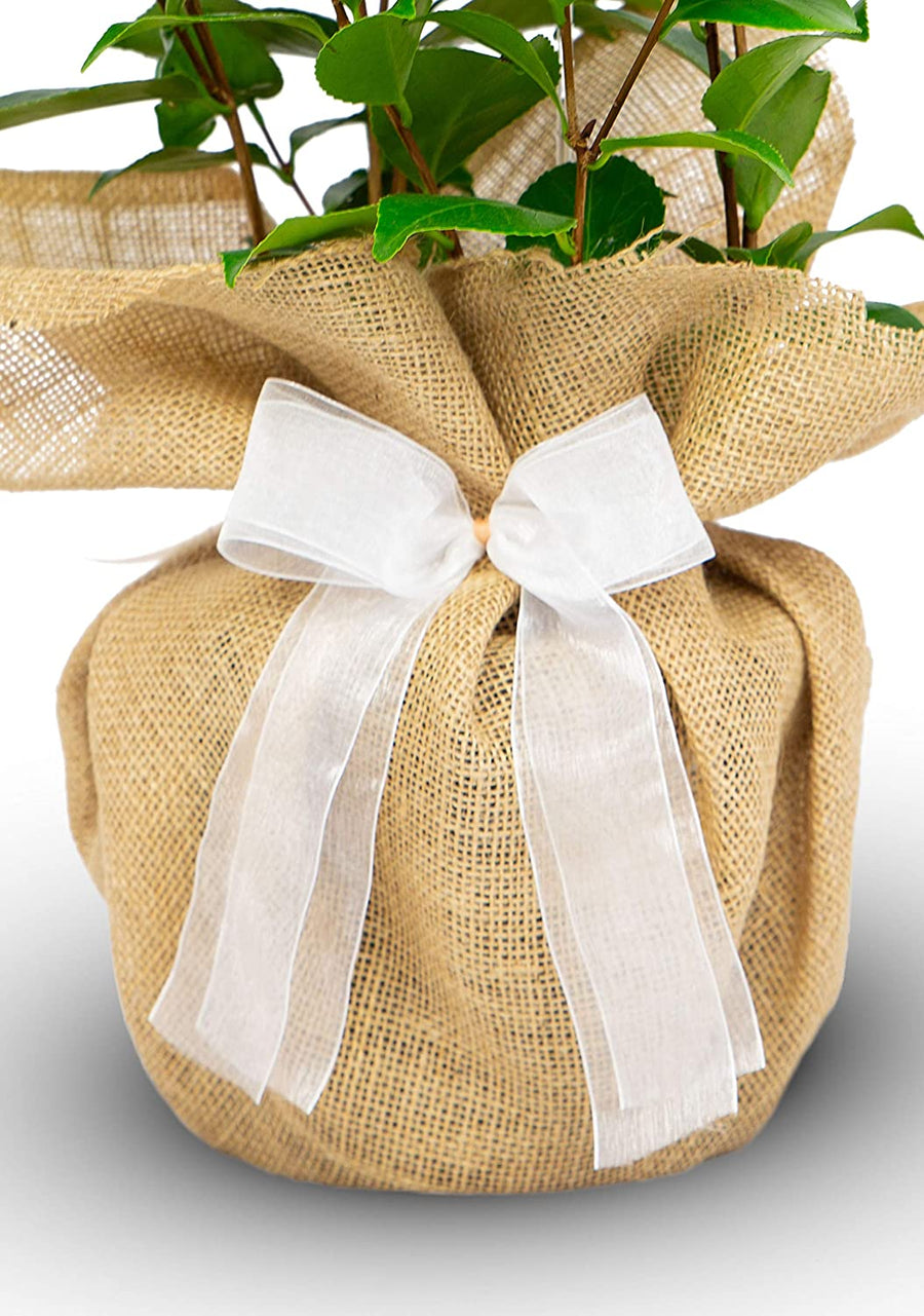 Silver 25th Wedding Anniversary Rose Bush Gift Wrapped  3