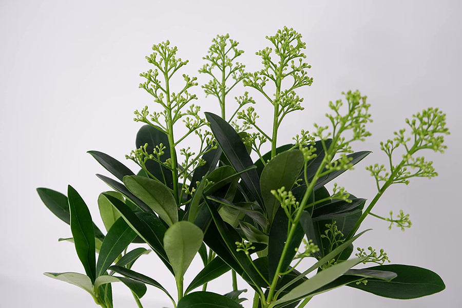 Skimmia - 'Autumn Diamond' Skimmia - 'Autumn Diamond' image2 2