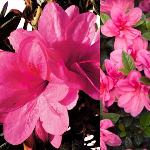 Small Shrub 5 Plant Mix 3 3