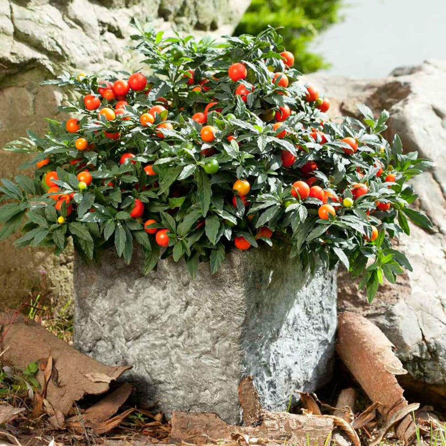 Solanum Jerusalem Cherry Plant Solanum Jerusalem Cherry Plant image2 2