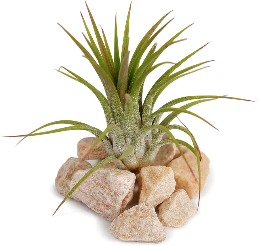 5 x Air Plants Mix Tillandsia 3 3